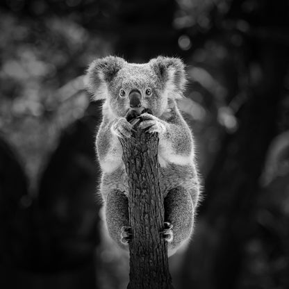 Square Canvas Koala Bear on Tree Branch B&W Photograph High Quality Print 100% Australian Made