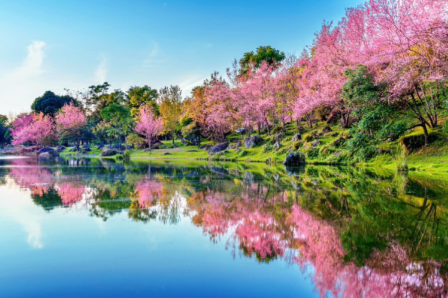 Cherry Blossoms Trees Lake View Photograph Home Decor Premium Quality Poster Print Choose Your Sizes