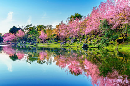 Cherry Blossoms Trees Lake View Photograph Home Decor Premium Quality Poster Print Choose Your Sizes