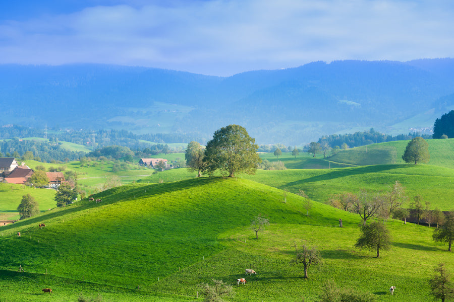 Tree on Green Grass Hill Aerial View Print 100% Australian Made