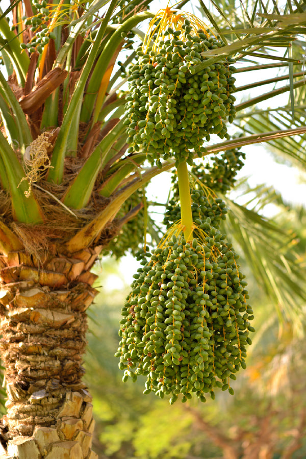 Date Nuts on Palm Tree Photograph Print 100% Australian Made