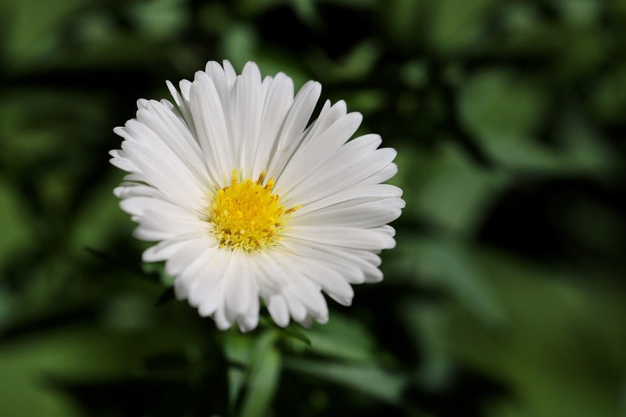 White Aster Flower Closeup Photograph Print 100% Australian Made