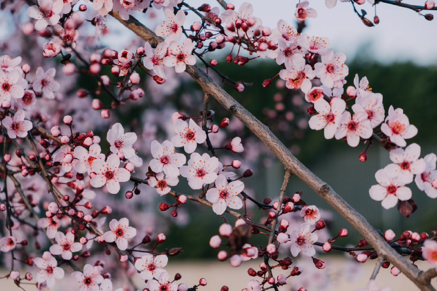 Pink Blossom Flowers Branch View Photograph Print 100% Australian Made