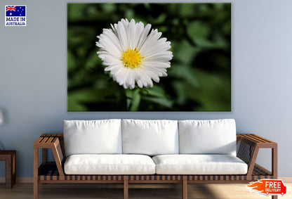 White Aster Flower Closeup Photograph Print 100% Australian Made