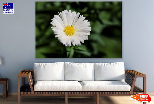 White Aster Flower Closeup Photograph Print 100% Australian Made