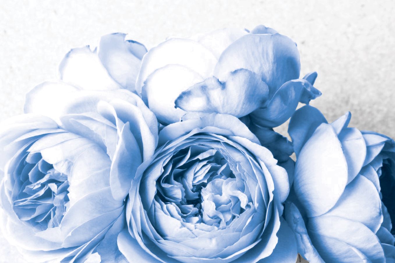 Blue Peony Flowers Closeup View Photograph Print 100% Australian Made