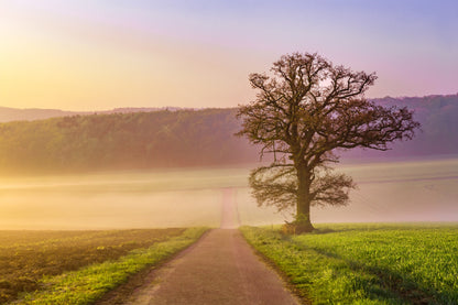 Tree on Green Grass Field Road Photograph Print 100% Australian Made