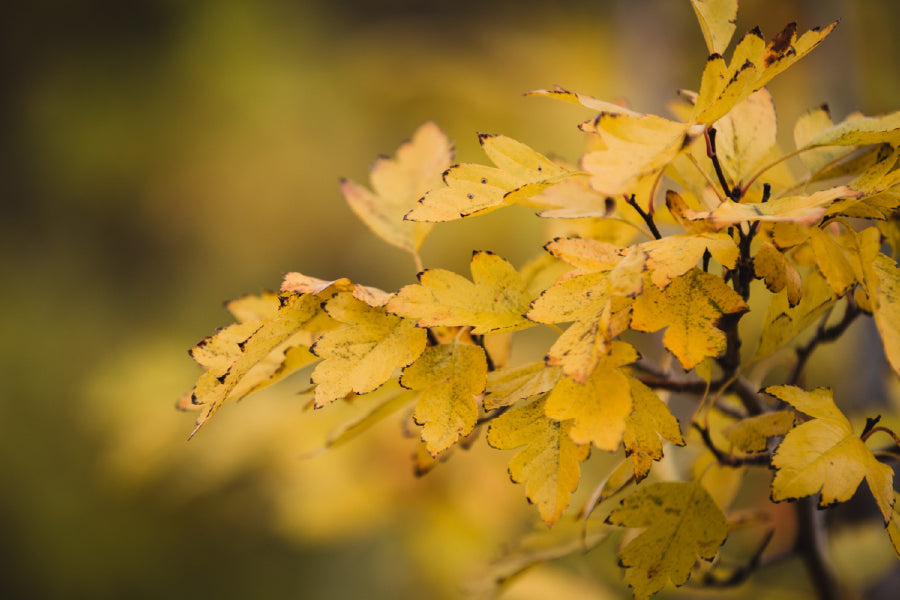 Yellow Autumn Leaves Branch View Photograph Print 100% Australian Made