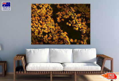 Yellow Autumn Tree Branch View Photograph Print 100% Australian Made