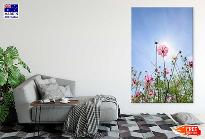 Pink Daisy Flower Plants & Sky View Photograph Print 100% Australian Made