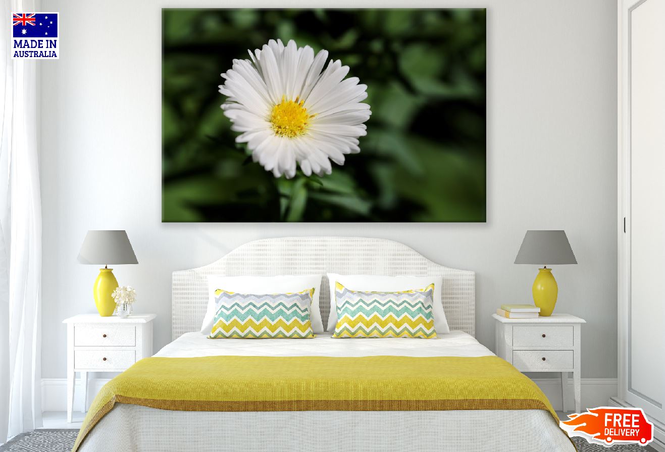 White Aster Flower Closeup Photograph Print 100% Australian Made