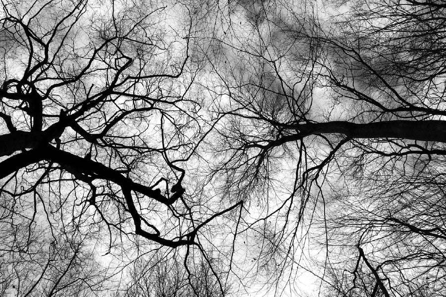 Leafless Tree Branches B&W View Photograph Print 100% Australian Made