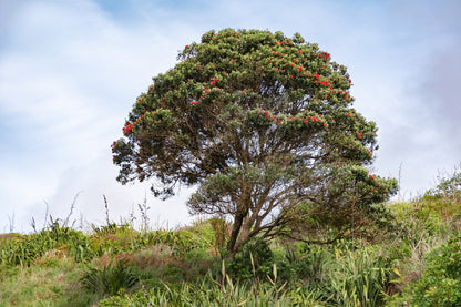 Blooming Pohutukawa Tree View Photograph Print 100% Australian Made