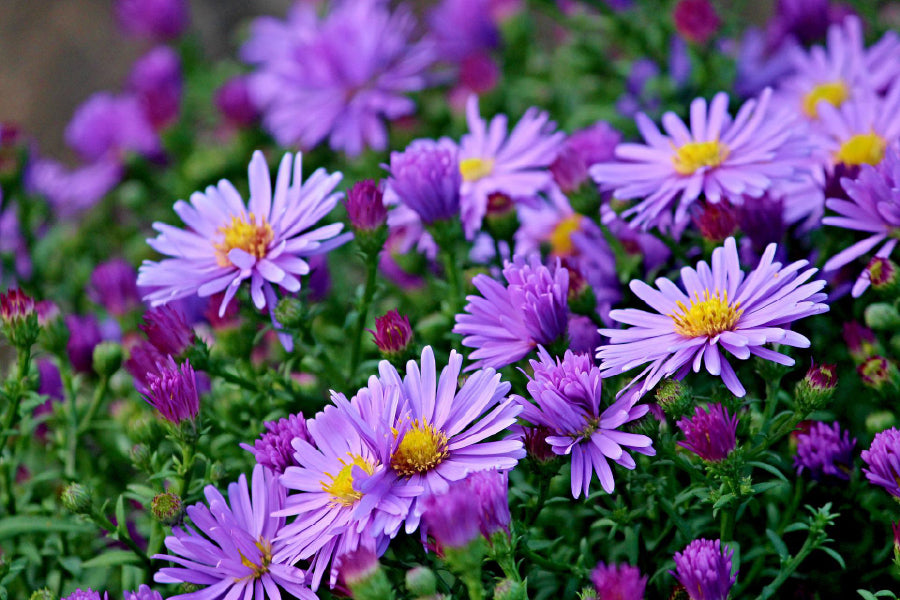 Purple Aster Flowers Field View Photograph Home Decor Premium Quality Poster Print Choose Your Sizes