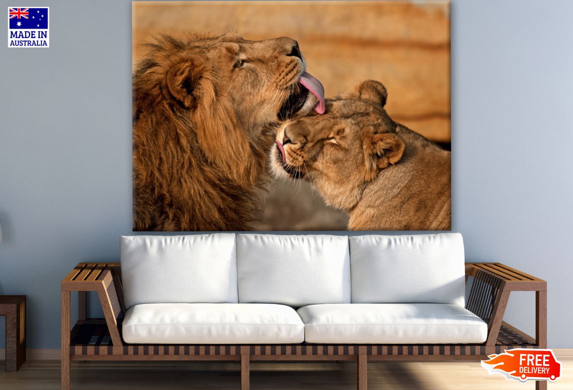 Lion & Lioness Love Photograph Print 100% Australian Made