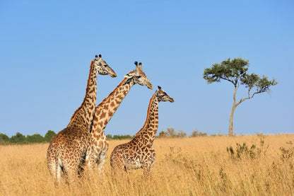 Giraffes Walking in Grass Field View Photograph Print 100% Australian Made