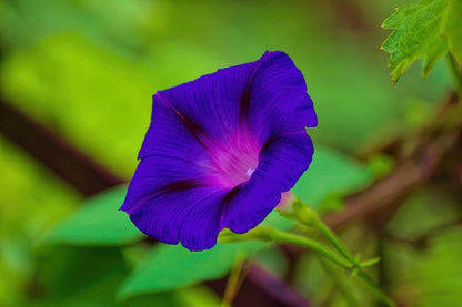 Beach Purple Moonflower Closeup Photograph Print 100% Australian Made