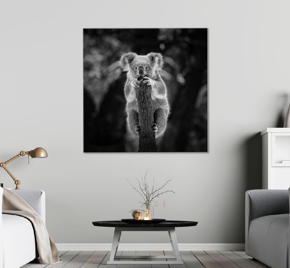 Square Canvas Koala Bear on Tree Branch B&W Photograph High Quality Print 100% Australian Made