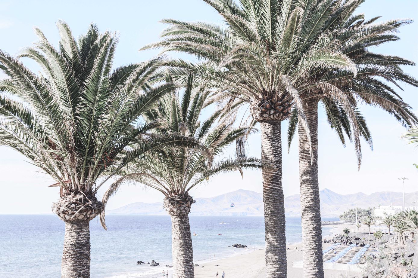 Palm Trees at Sea Shore Photograph Print 100% Australian Made