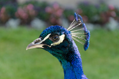 Peacock Face Side View Photograph Print 100% Australian Made