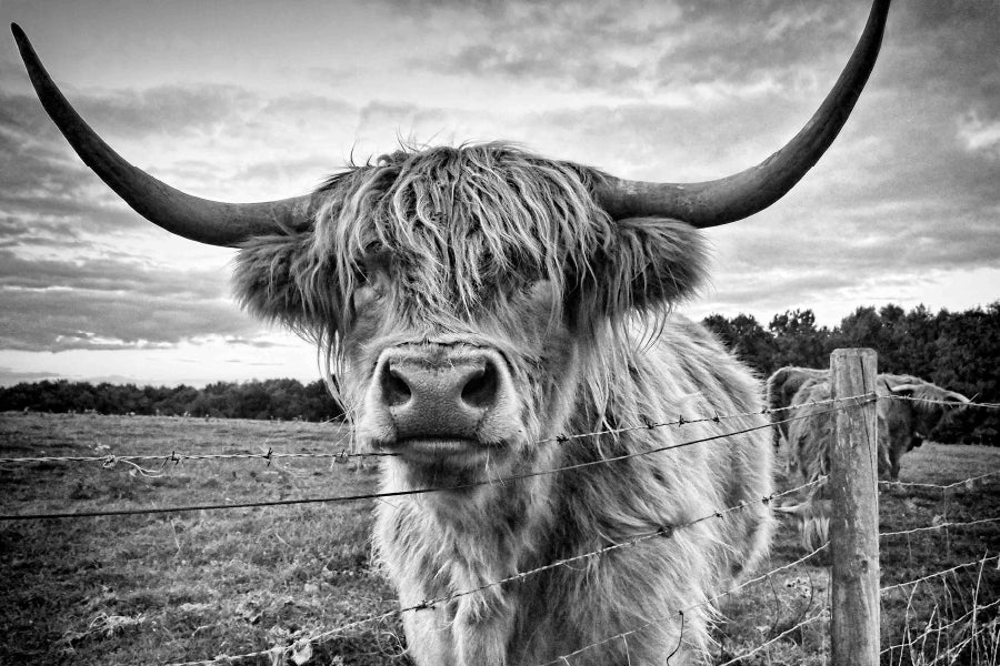 Bella Home Highland Cow B&W Photograph Print Canvas Ready to hang