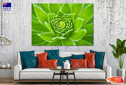 Cuvarkuca Flower Closeup View Photograph Print 100% Australian Made