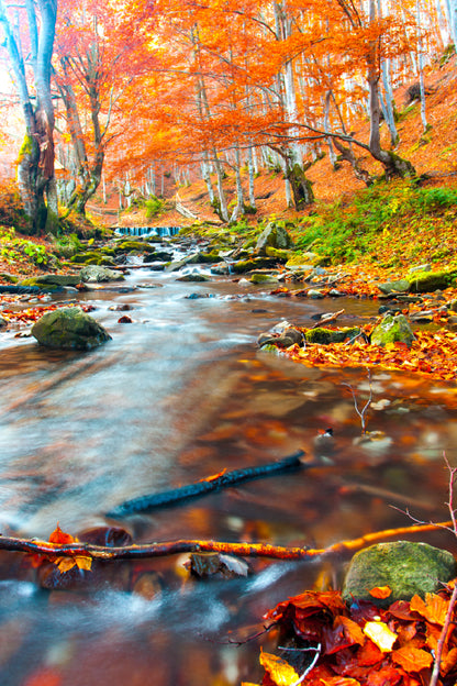Stream in Autumn Forest Scenery View Photograph Home Decor Premium Quality Poster Print Choose Your Sizes