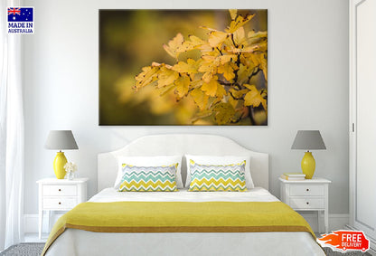 Yellow Autumn Leaves Branch View Photograph Print 100% Australian Made