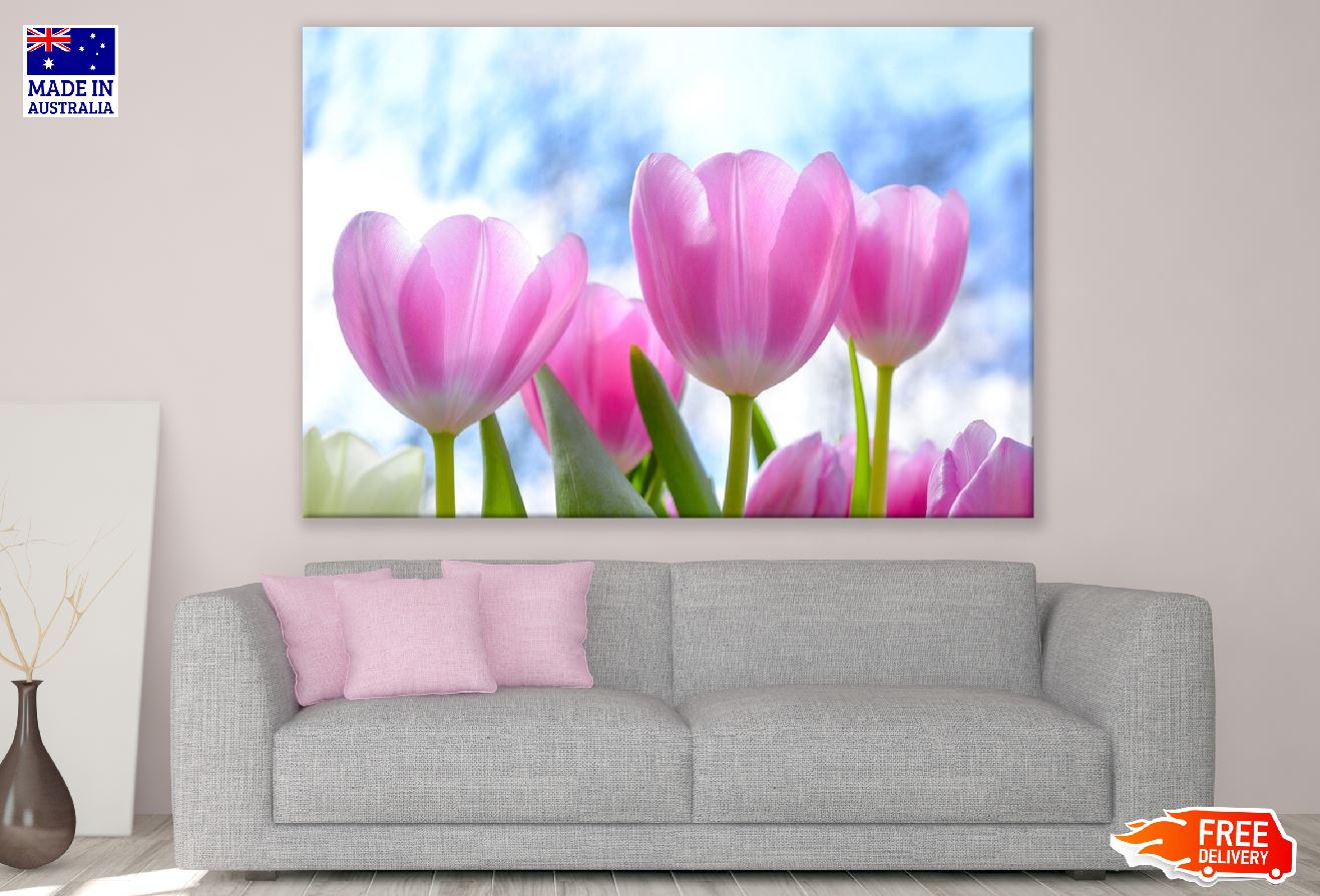 Pink Tulips Flowers Closeup Photograph Print 100% Australian Made