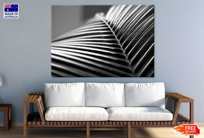 Closeup Palm Leaf B&W Photograph Print 100% Australian Made