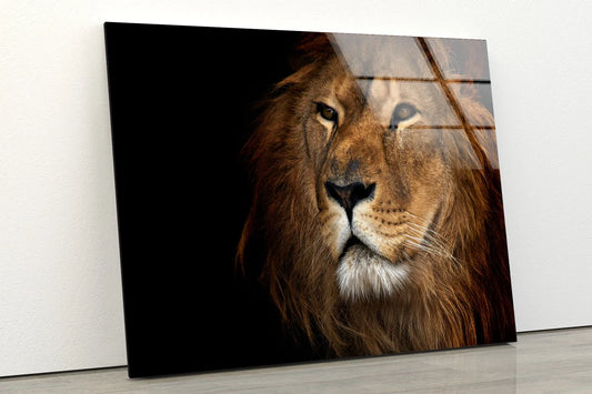 Lion Portrait Photograph Acrylic Glass Print Tempered Glass Wall Art 100% Made in Australia Ready to Hang