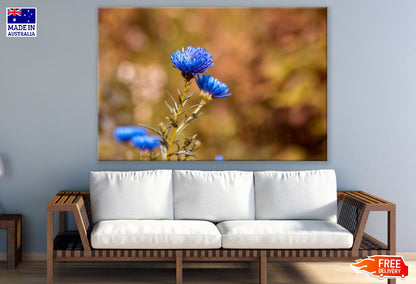 Blue Asters Flowers Closeup Photograph Print 100% Australian Made