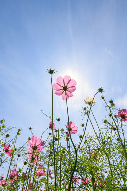 Pink Daisy Flower Plants & Sky View Photograph Print 100% Australian Made