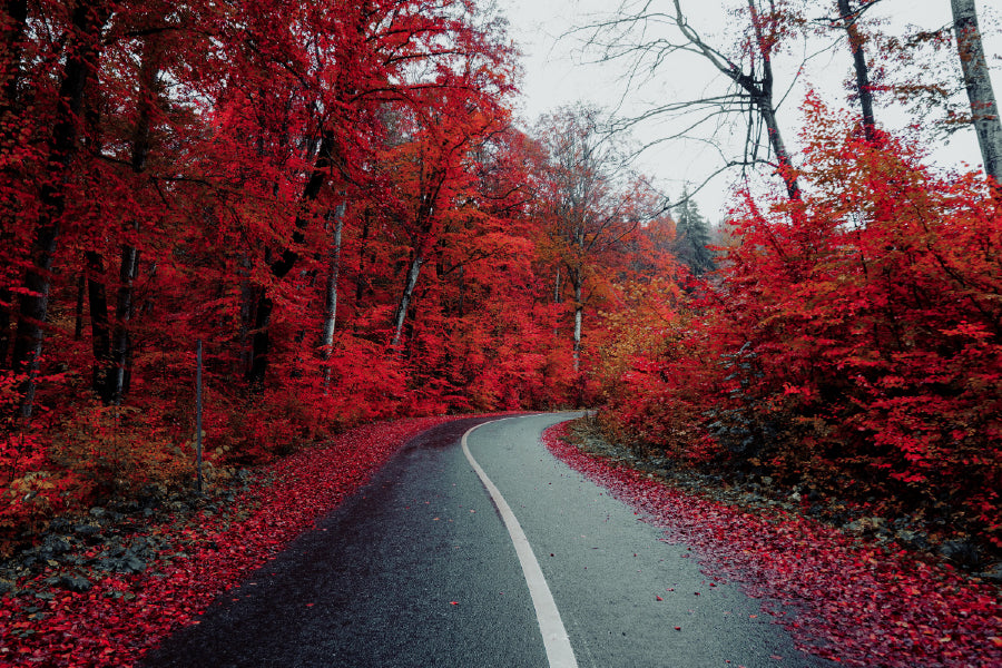 Red Autumn Trees & Road View Photograph Home Decor Premium Quality Poster Print Choose Your Sizes