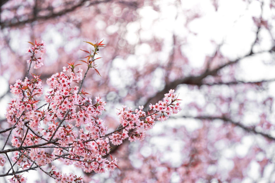 Cherry Prunus Tree Pink Flowers View Photograph Home Decor Premium Quality Poster Print Choose Your Sizes