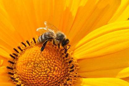 Bee Getting Nectar on Sunflower Photograph Print 100% Australian Made