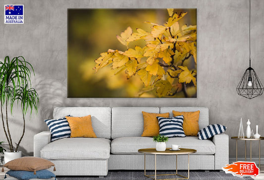 Yellow Autumn Leaves Branch View Photograph Print 100% Australian Made