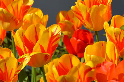Orange Yellow Tulip Flowers Closeup Photograph Print 100% Australian Made