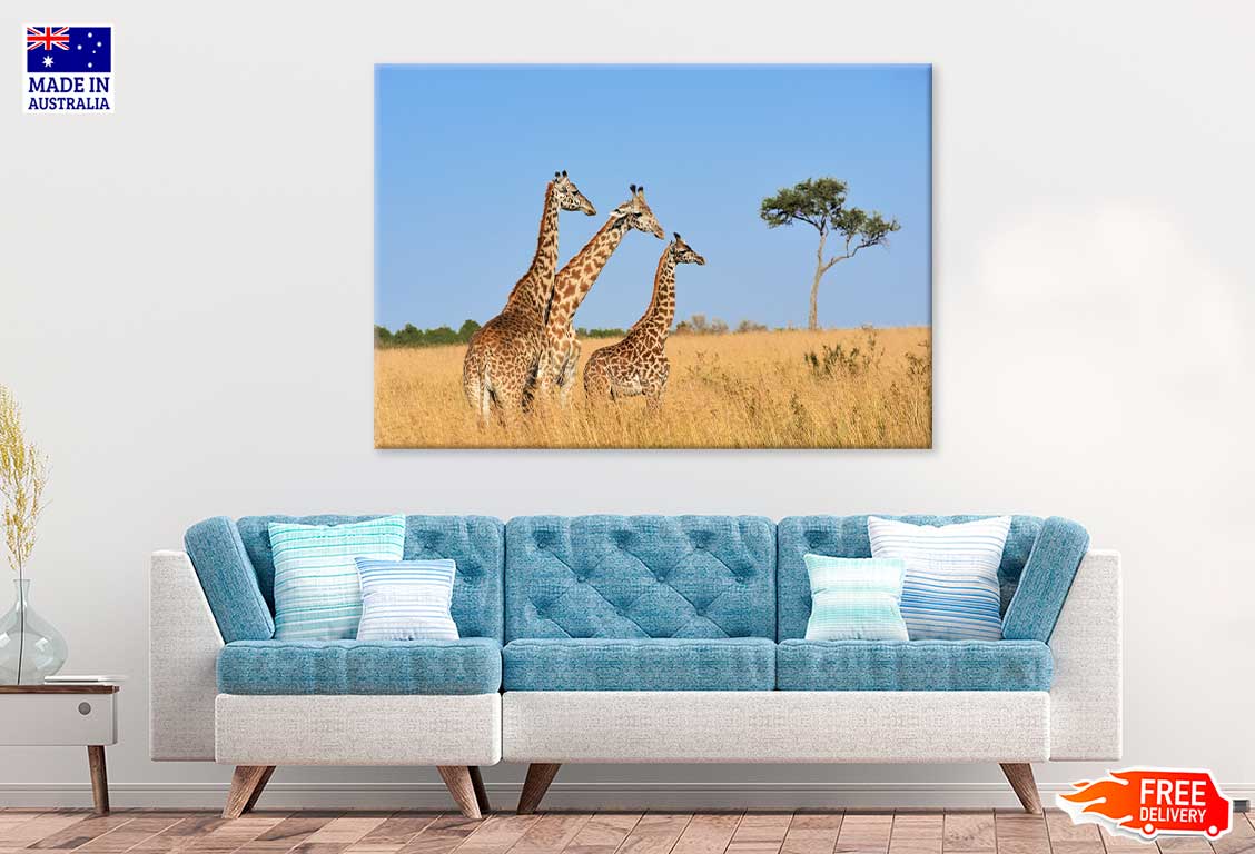 Giraffes Walking in Grass Field View Photograph Print 100% Australian Made