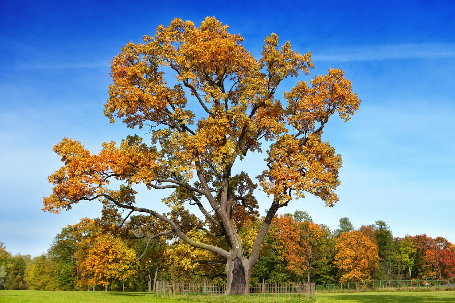 Autumn Large Tree with Blue Sky Photograph Print 100% Australian Made