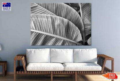 Banana Leaves View B&W Photograph Print 100% Australian Made