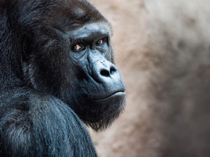 Gorilla Face Portrait Photograph Home Decor Premium Quality Poster Print Choose Your Sizes