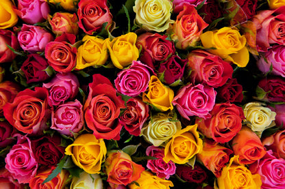 Yellow Red & Pink Roses View Photograph Print 100% Australian Made