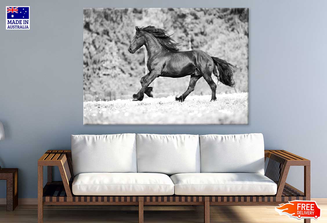 Running Horse B&W View Photograph Print 100% Australian Made