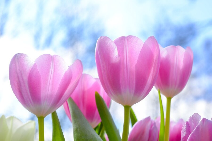Pink Tulips Flowers Closeup Photograph Print 100% Australian Made