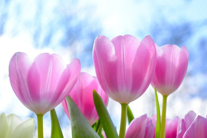 Pink Tulips Flowers Closeup Photograph Print 100% Australian Made