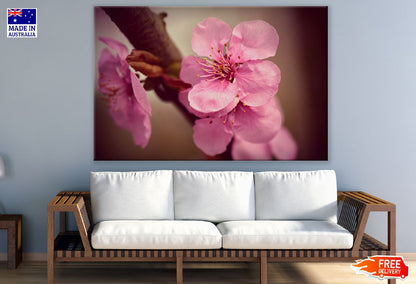 Cherry Blossom Flowers and Pistil Photograph Print 100% Australian Made