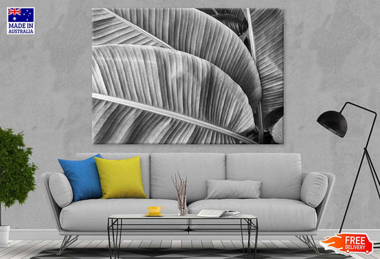 Banana Leaves View B&W Photograph Print 100% Australian Made