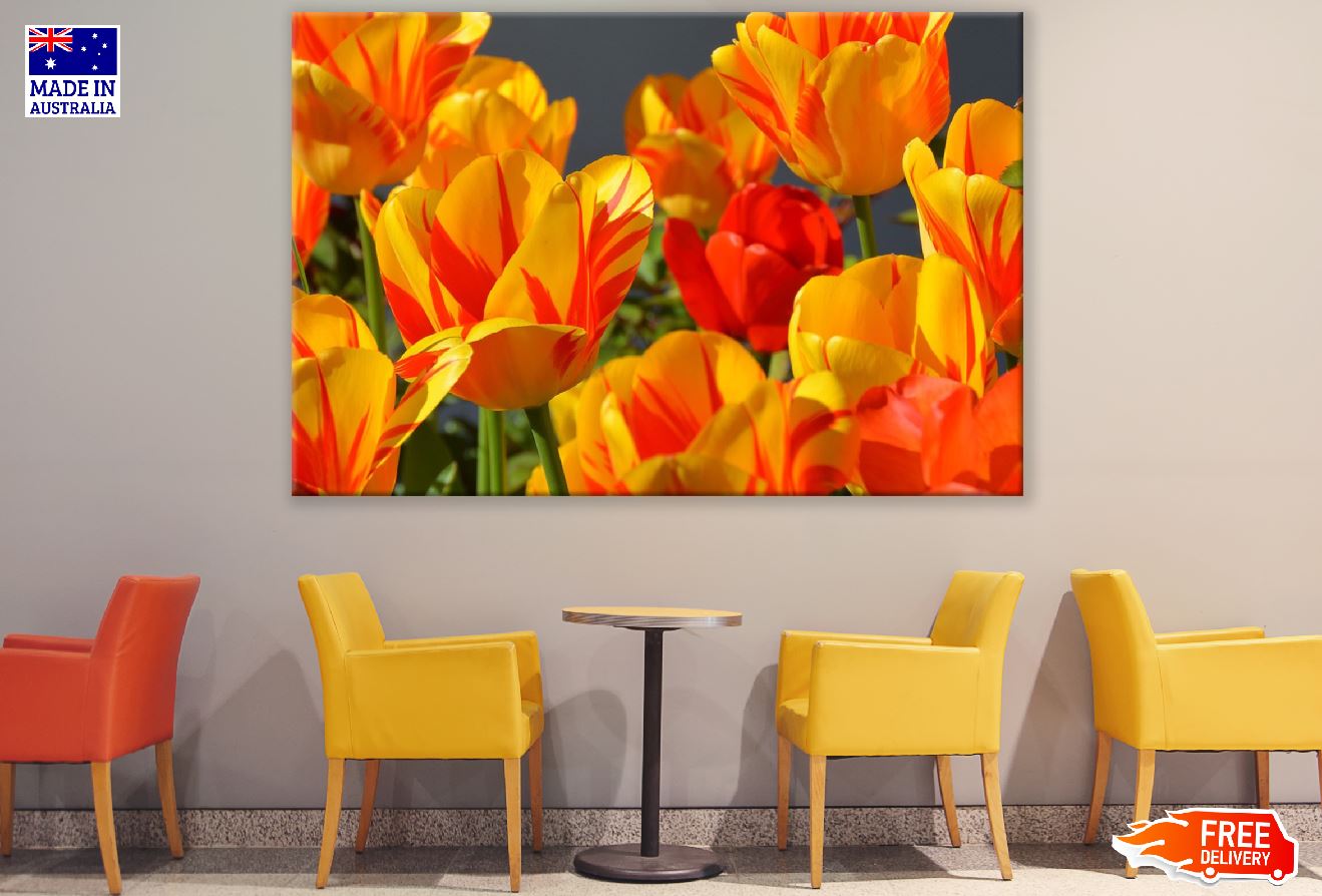 Orange Yellow Tulip Flowers Closeup Photograph Print 100% Australian Made