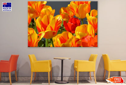 Orange Yellow Tulip Flowers Closeup Photograph Print 100% Australian Made